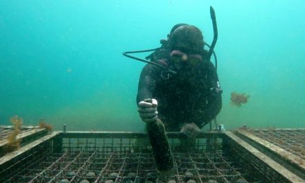 Porto di Trieste, chiesta concessione per cantina subacquea: si affinerà il Prosecco